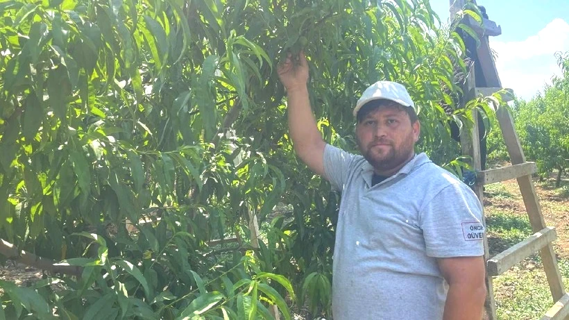 Hasat Yapmadan Servet Kazanıyorlar: Daldan Koparıp Yere Atıyorlar, Günlük 1200 TL Kazanıyorlar - Resim: 3