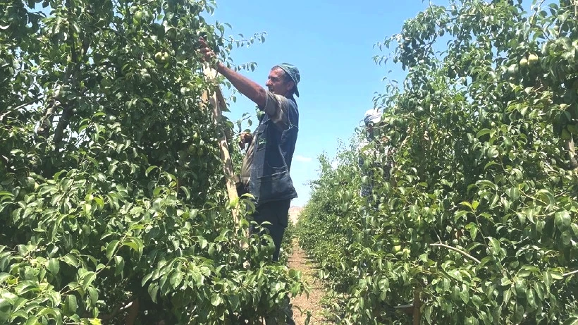 Hasat Yapmadan Servet Kazanıyorlar: Daldan Koparıp Yere Atıyorlar, Günlük 1200 TL Kazanıyorlar - Resim: 4